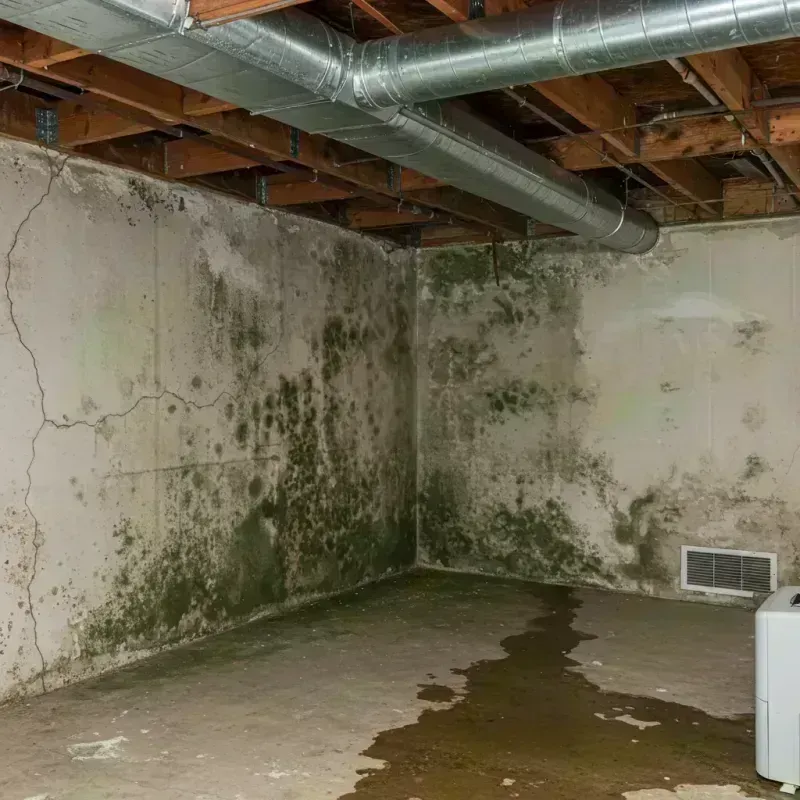 Professional Mold Removal in Berwyn, IL